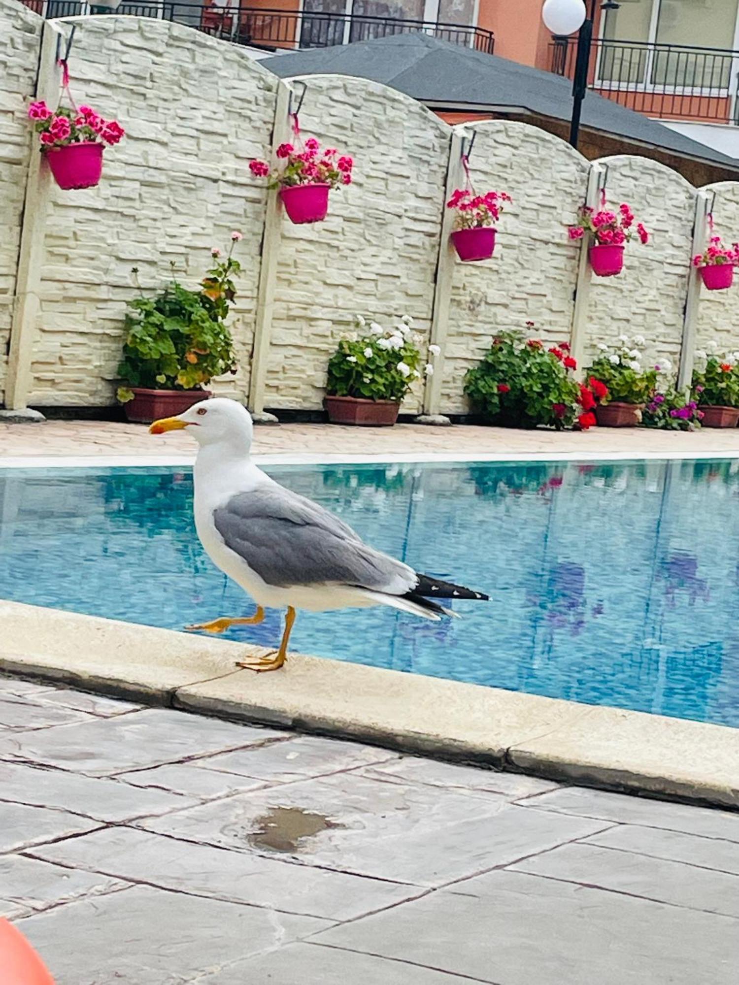 Blue Marine - Daneli Apartment Sunny Beach Dış mekan fotoğraf